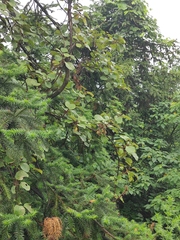 Actinidia chinensis