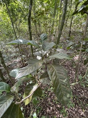 Coccoloba diversifolia