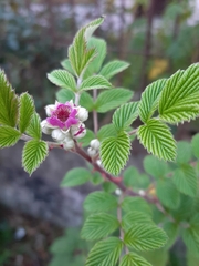 Rubus niveus