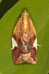 Clepsis persicana