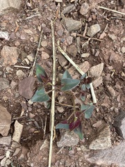 Mirabilis multiflora