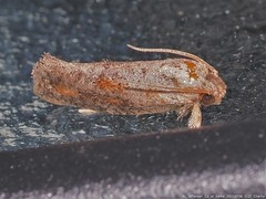Acrolophus piger