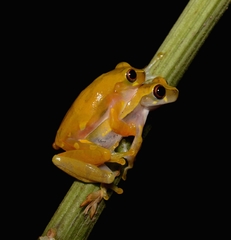 Sarayacu Treefrog photo 5