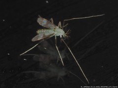 Stenochironomus hilaris