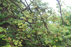 Actinidia chinensis