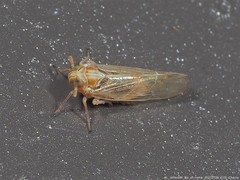 Metadelphax propinqua