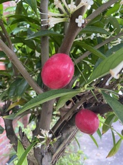 Phaleria macrocarpa