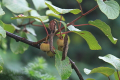 Actinidia chinensis
