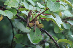 Actinidia chinensis