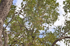 Erythrophleum chlorostachys