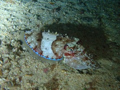 Sepia latimanus