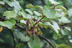 Actinidia chinensis