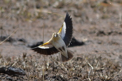 Euplectes albonotatus