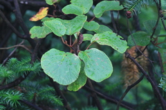 Actinidia chinensis