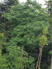 Albizia kalkora