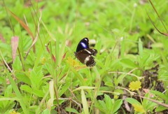 Hypolimnas bolina bolina