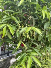Phaleria macrocarpa