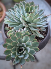 Echeveria pulidonis
