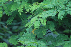 Albizia kalkora