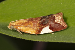Clepsis persicana