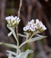 Gnaphaliothamnus salicifolius