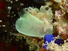 Rhopalaea