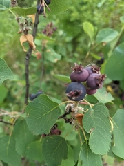 Amelanchier alnifolia