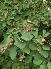 Amelanchier alnifolia