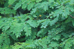Albizia kalkora