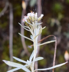Gnaphaliothamnus salicifolius