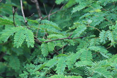 Albizia kalkora