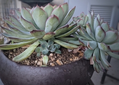 Echeveria pulidonis