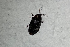 Chelonarium lecontei