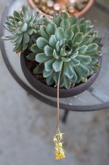 Echeveria pulidonis