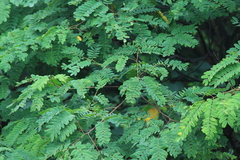 Albizia kalkora