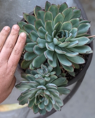 Echeveria pulidonis