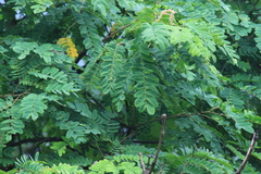 Albizia kalkora
