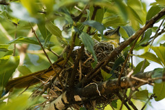 Chlorocichla flaviventris