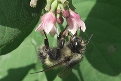 Bombus sitkensis