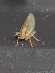 Metadelphax propinqua