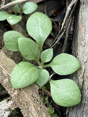 Pterostylis nana