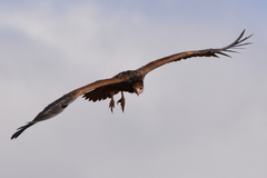 Trigonoceps occipitalis