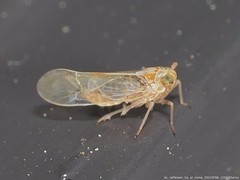 Metadelphax propinqua