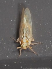 Metadelphax propinqua