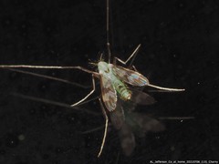 Stenochironomus hilaris