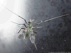 Stenochironomus hilaris