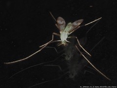 Stenochironomus hilaris