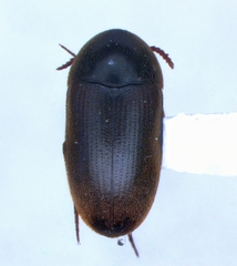 Eustrophus tomentosus