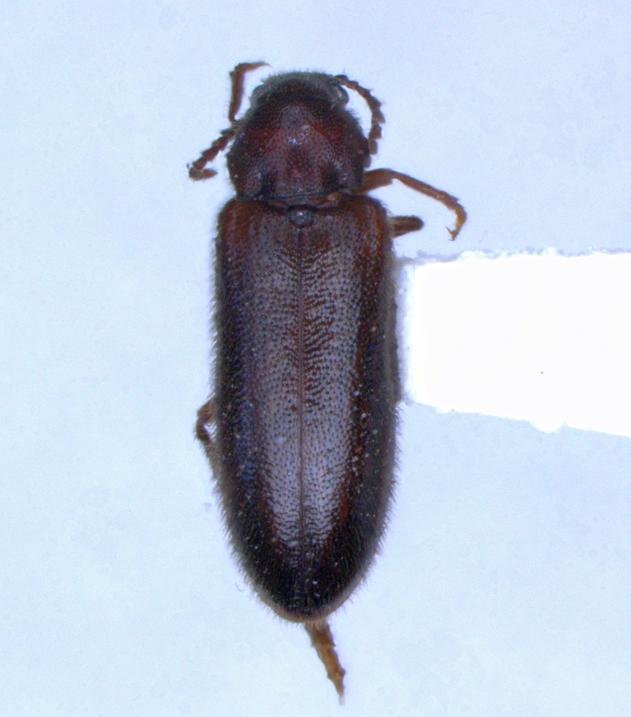 Zilora hispida