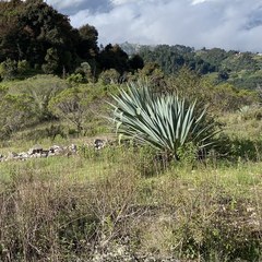 Agave tequilana